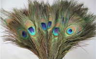 Pack of 30pc Natural Peacock Feathers 10-12''
